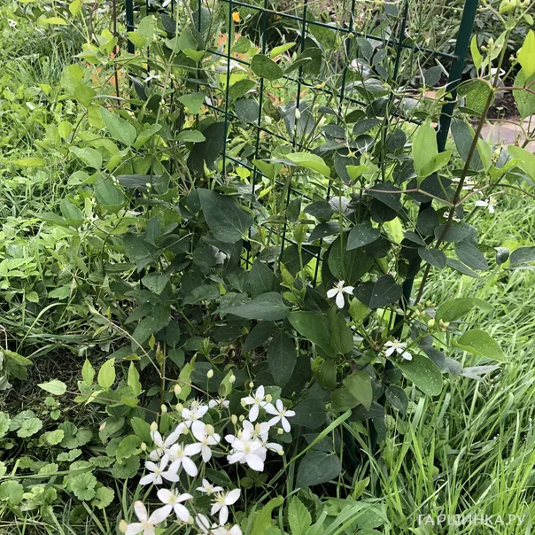 превью изображения отзыва