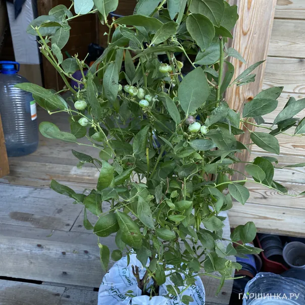 превью изображения отзыва