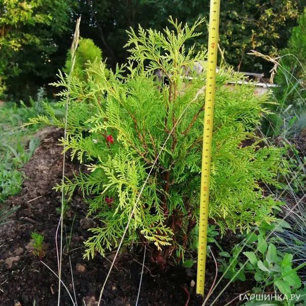 превью изображения отзыва