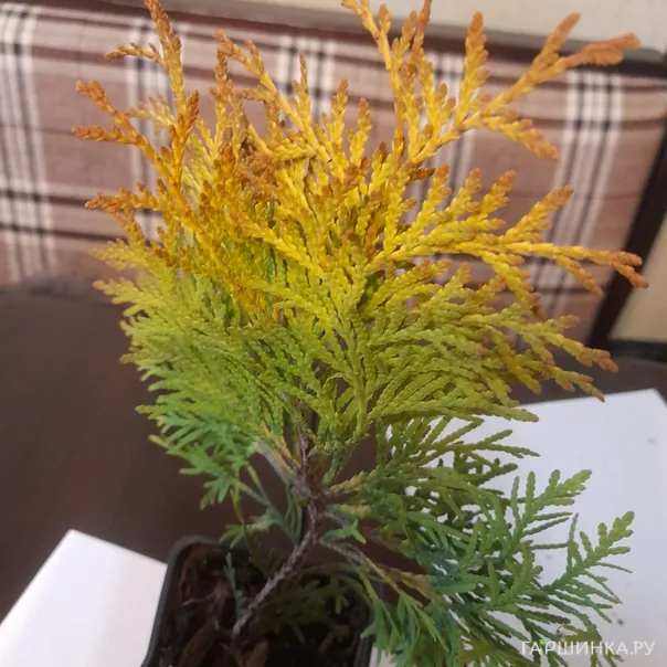 превью изображения отзыва