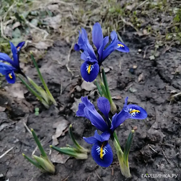 превью изображения отзыва