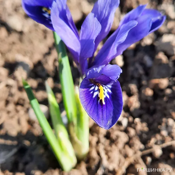 превью изображения отзыва