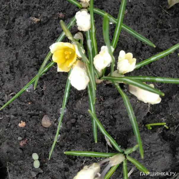 превью изображения отзыва