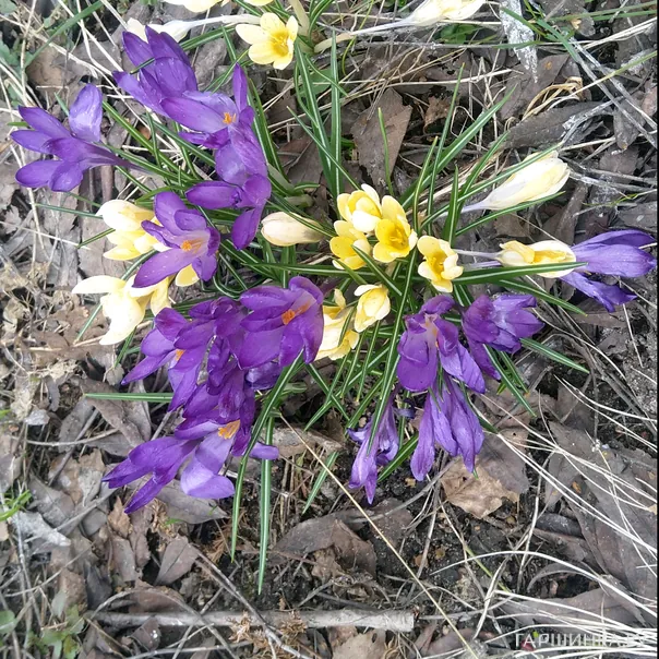 превью изображения отзыва