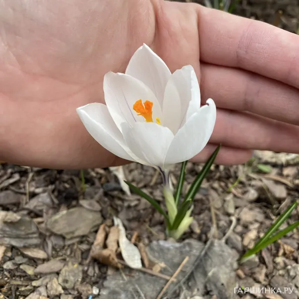 превью изображения отзыва