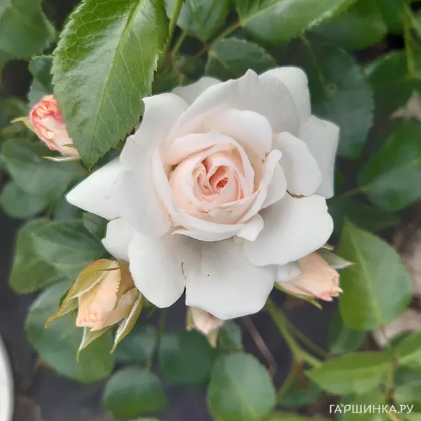 превью изображения отзыва