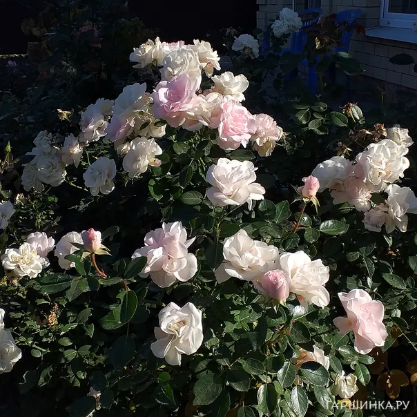 превью изображения отзыва