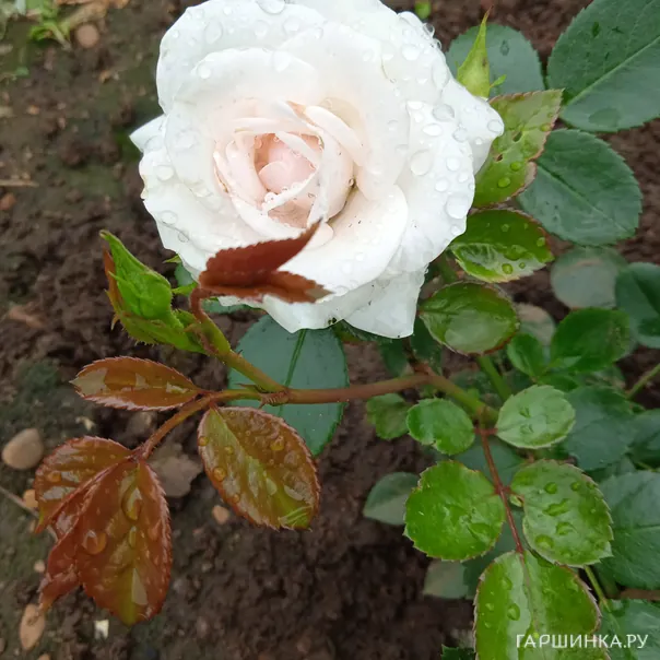 превью изображения отзыва