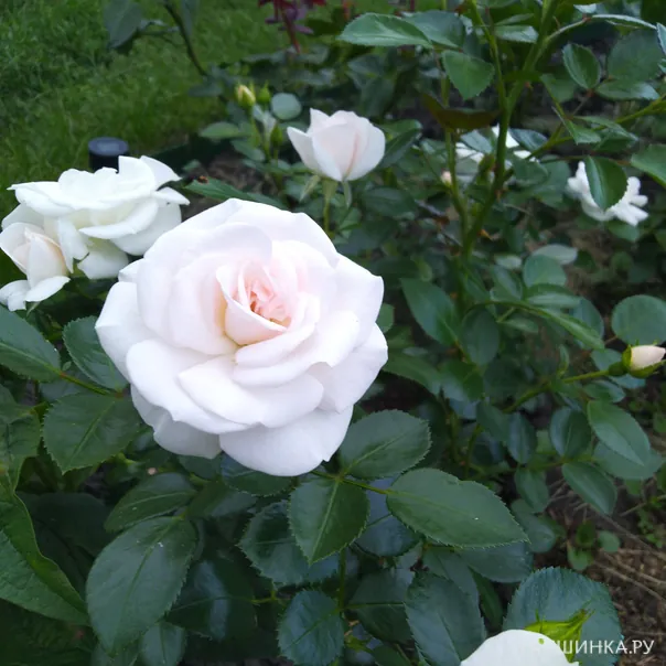 превью изображения отзыва