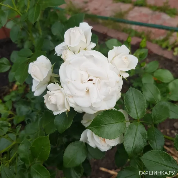 превью изображения отзыва