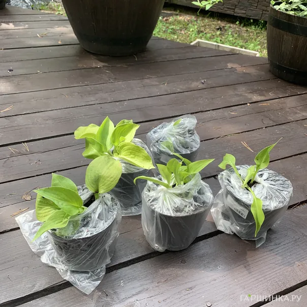 превью изображения отзыва