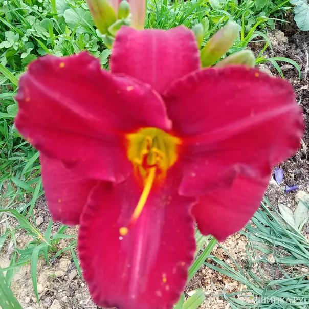 превью изображения отзыва