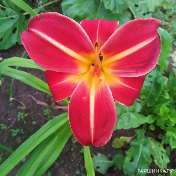 превью изображения отзыва