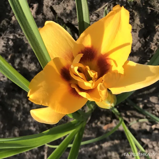 превью изображения отзыва