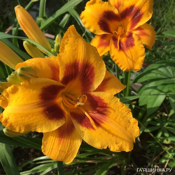 превью изображения отзыва