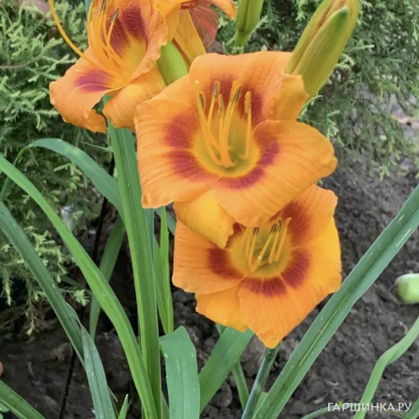 превью изображения отзыва