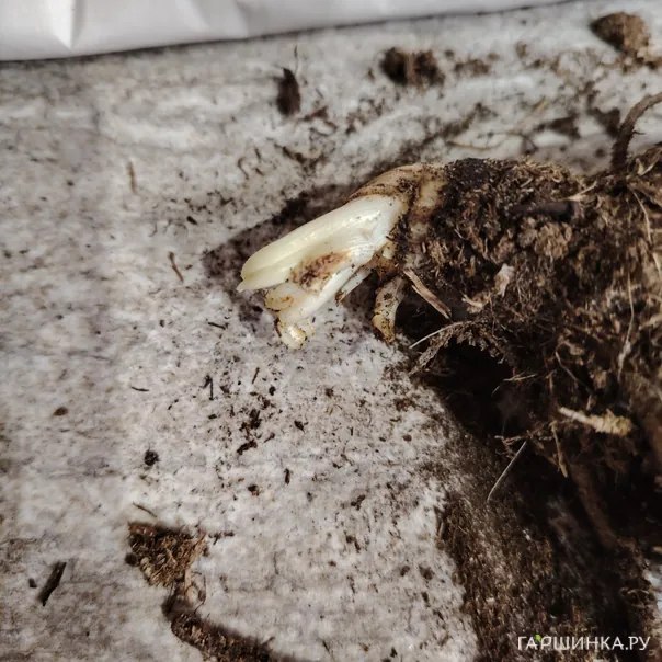 превью изображения отзыва