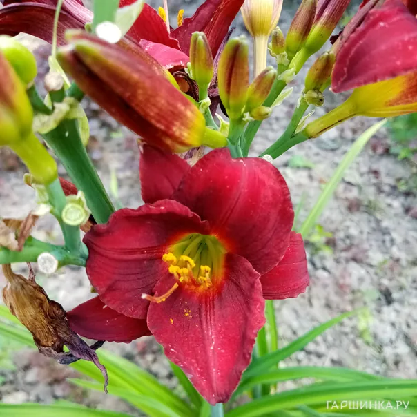 превью изображения отзыва