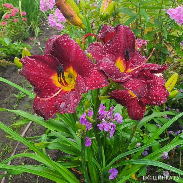 превью изображения отзыва