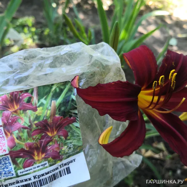 превью изображения отзыва