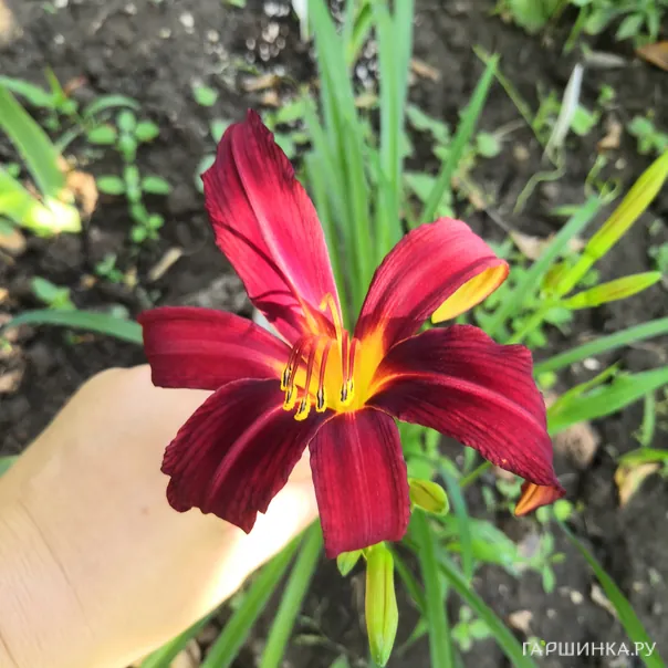 превью изображения отзыва