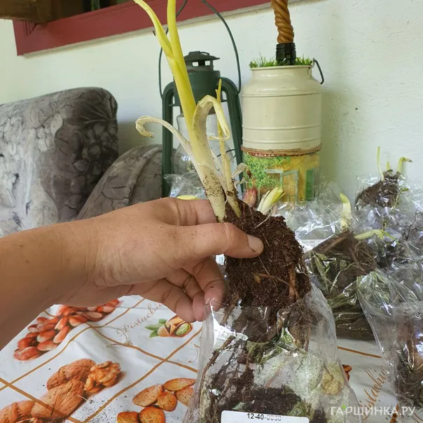 превью изображения отзыва