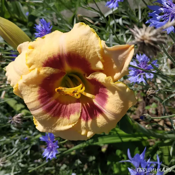 превью изображения отзыва