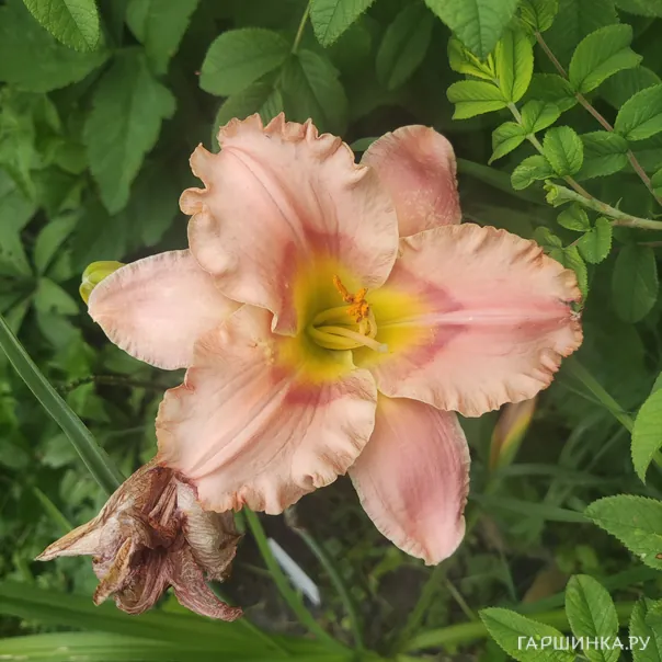 превью изображения отзыва