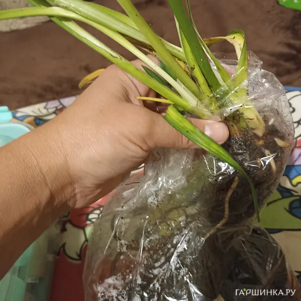 превью изображения отзыва