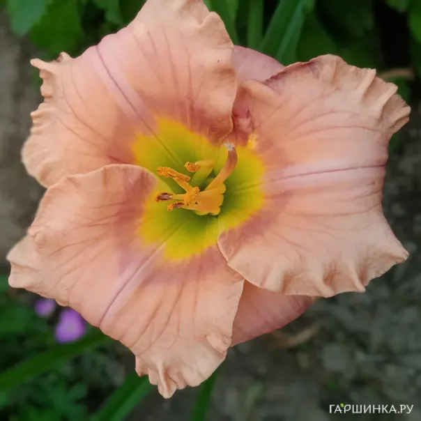 превью изображения отзыва