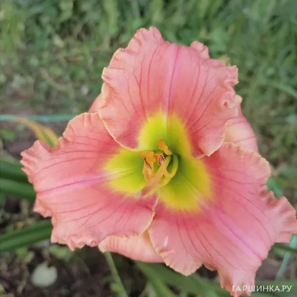 превью изображения отзыва