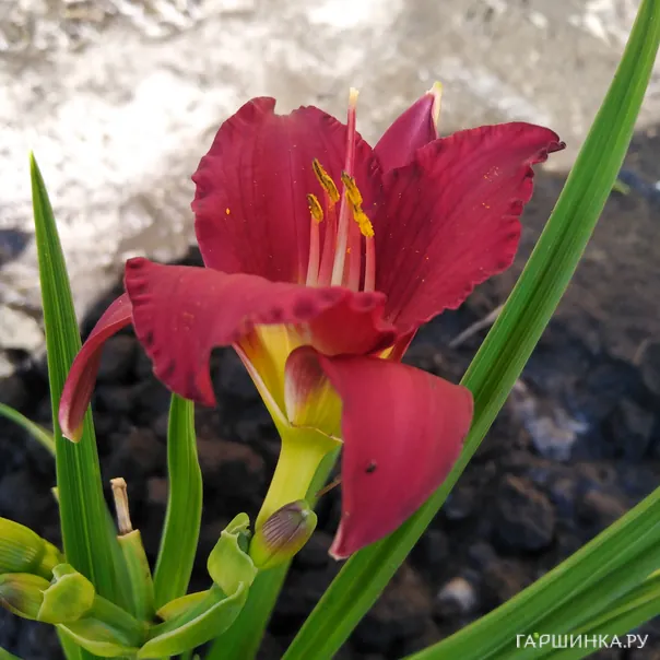 превью изображения отзыва