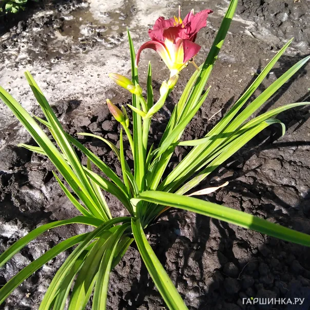 превью изображения отзыва