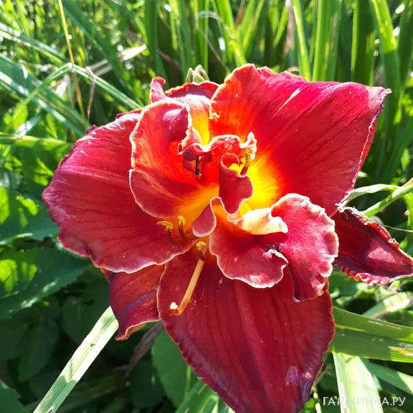 превью изображения отзыва