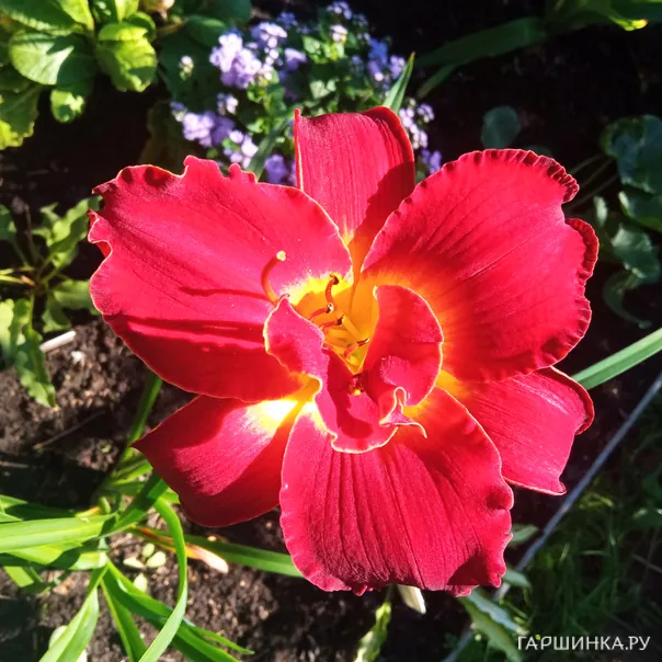 превью изображения отзыва