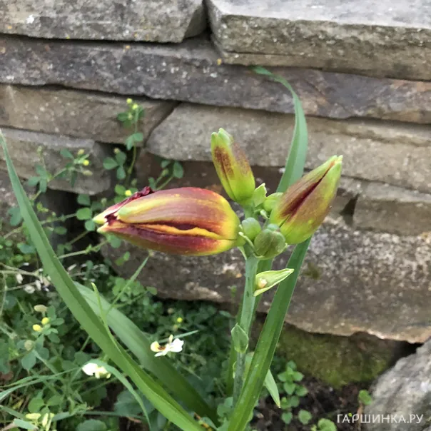 превью изображения отзыва