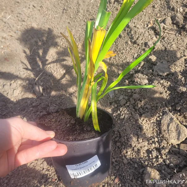 превью изображения отзыва