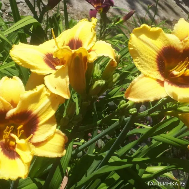 превью изображения отзыва