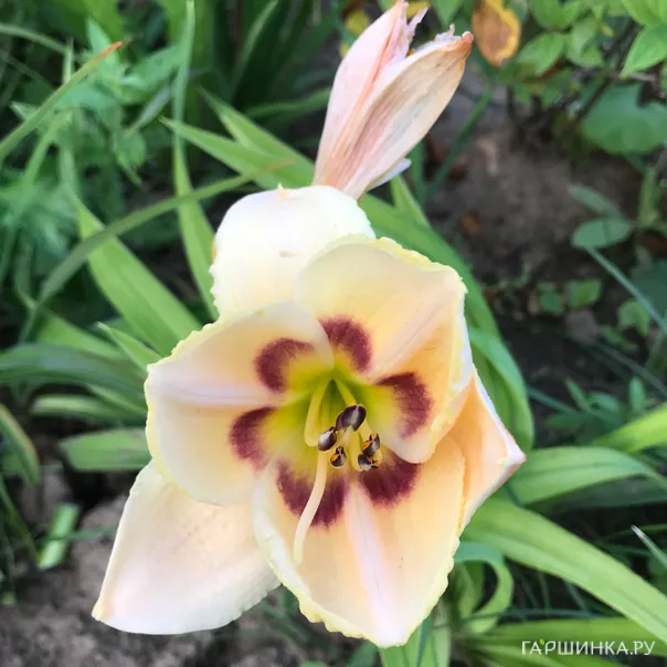 превью изображения отзыва