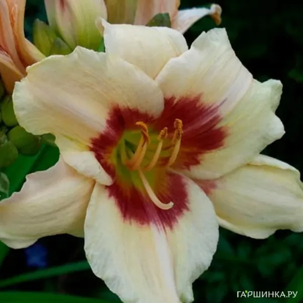 превью изображения отзыва