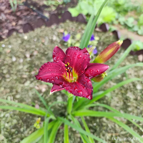 превью изображения отзыва