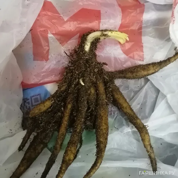 превью изображения отзыва