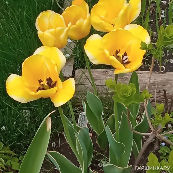 превью изображения отзыва