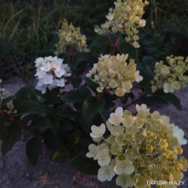 превью изображения отзыва