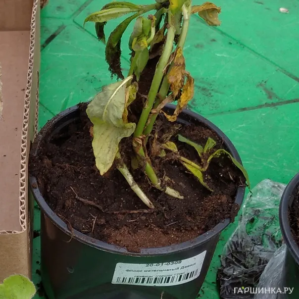 превью изображения отзыва