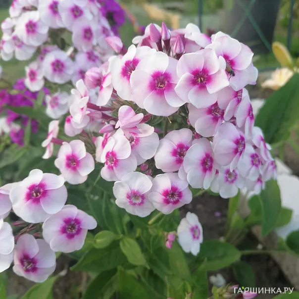 превью изображения отзыва