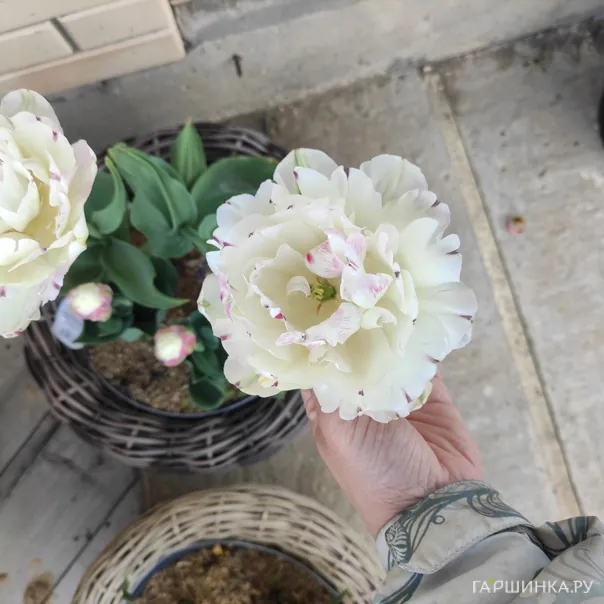 превью изображения отзыва