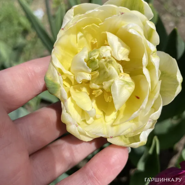 превью изображения отзыва