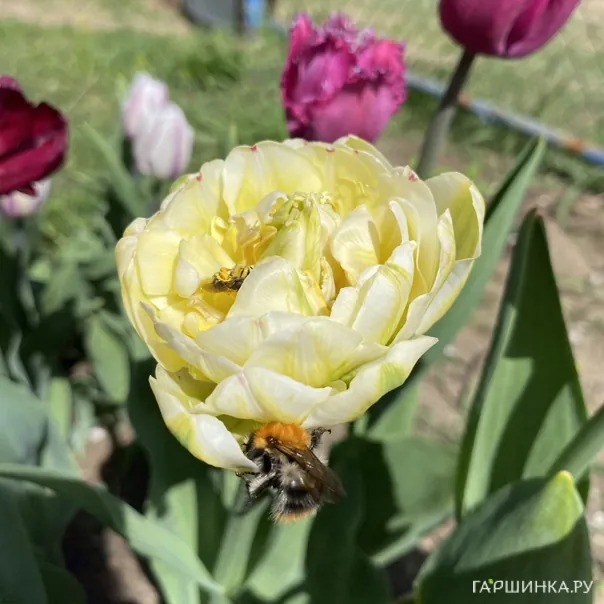 превью изображения отзыва