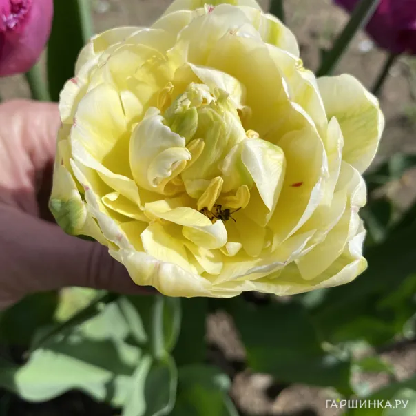 превью изображения отзыва